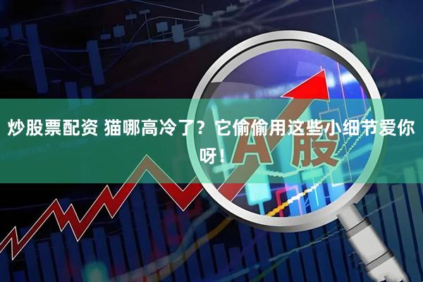 炒股票配资 猫哪高冷了？它偷偷用这些小细节爱你呀！