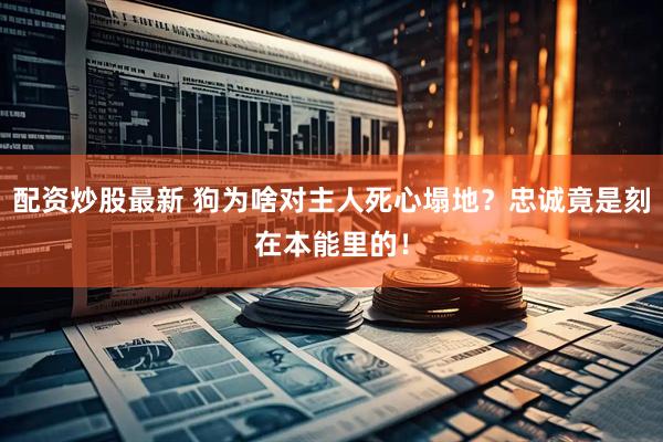 配资炒股最新 狗为啥对主人死心塌地？忠诚竟是刻在本能里的！